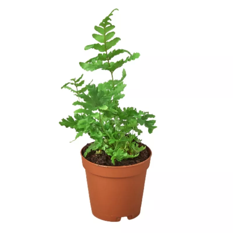 ‘Autumn’ Fern
