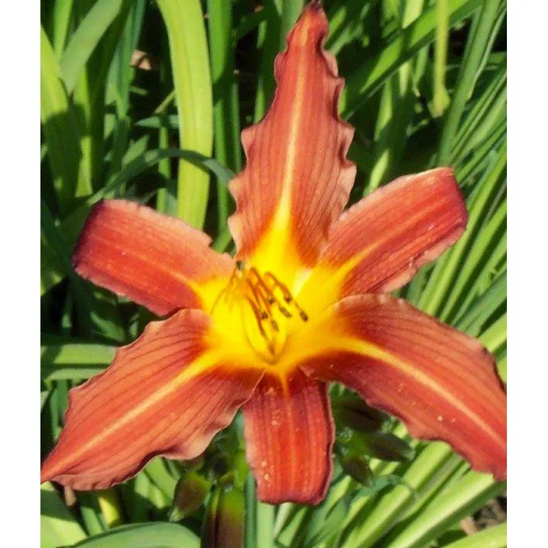 Autumn Red Daylily - 3 Root Divisions
