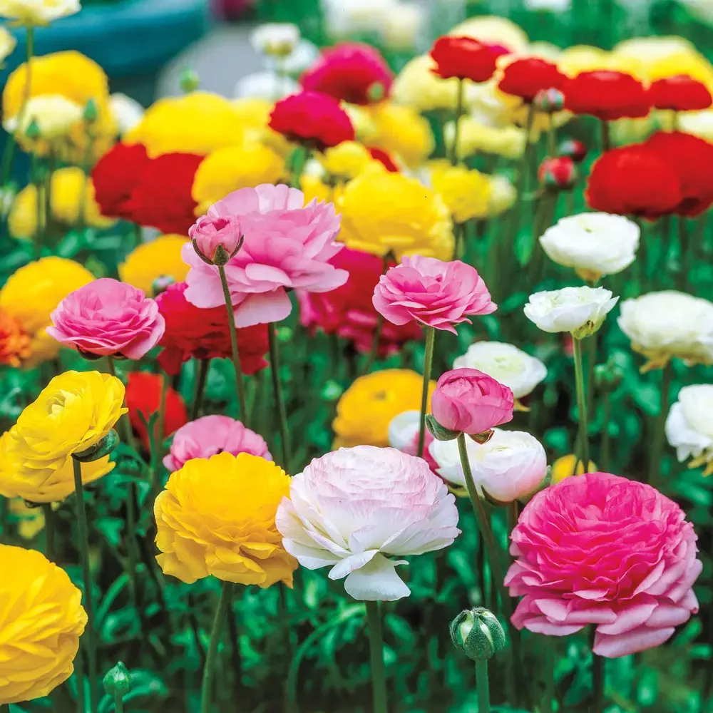 Aviv Ranunculus Mixed Colors