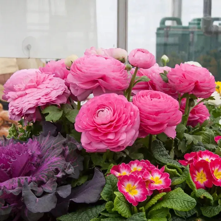Aviv Ranunculus Pink