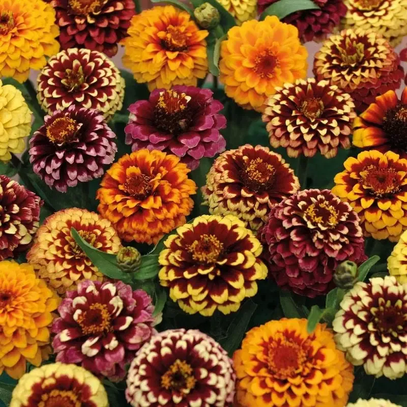 ’Aztec Sunset Improved ’ Mix Zinnia Seeds