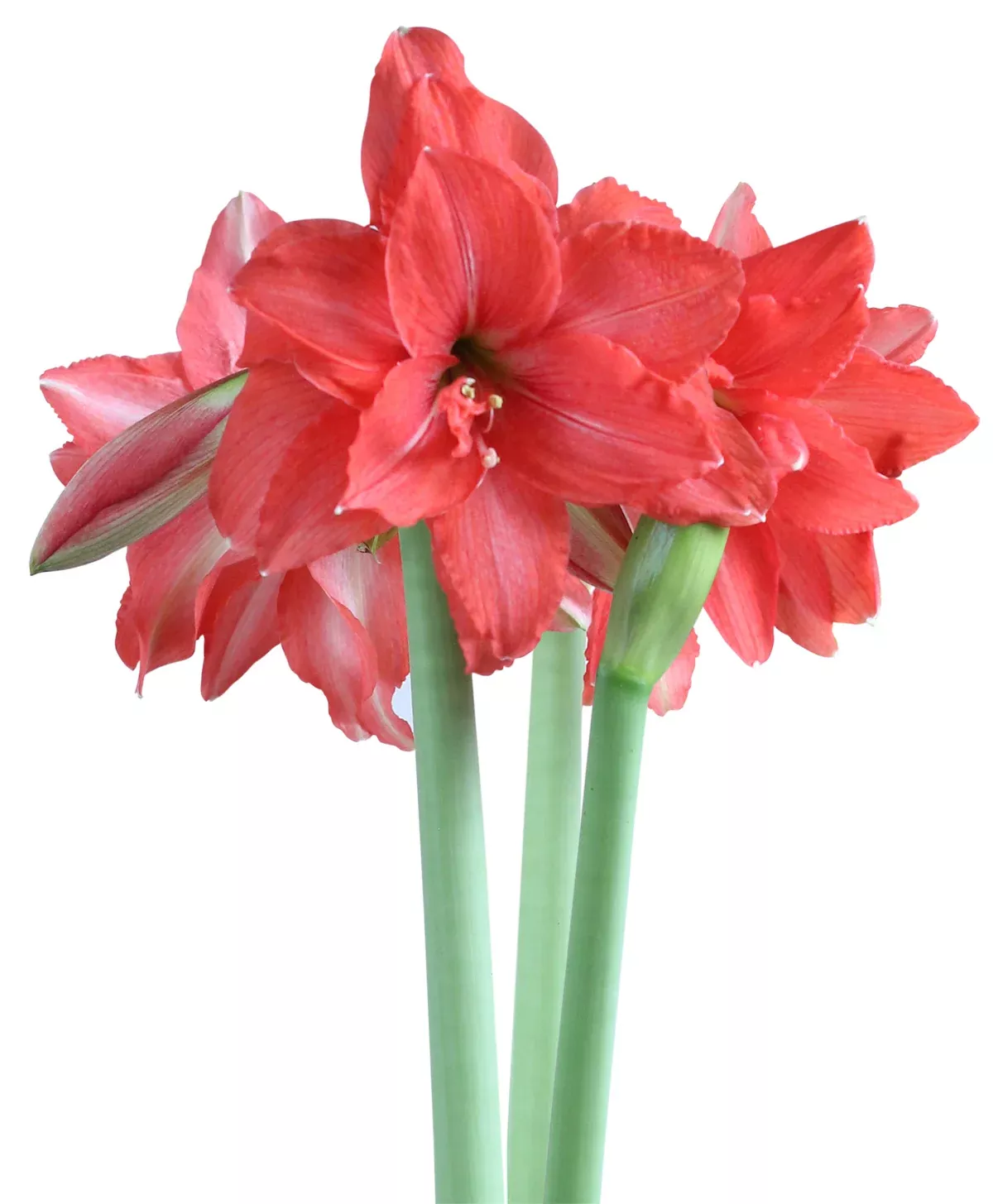 Ballerina Sonatini Amaryllis