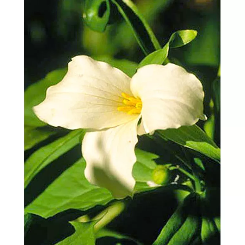 Beige Trillium (Wood Lily) - 5 Root Divisions
