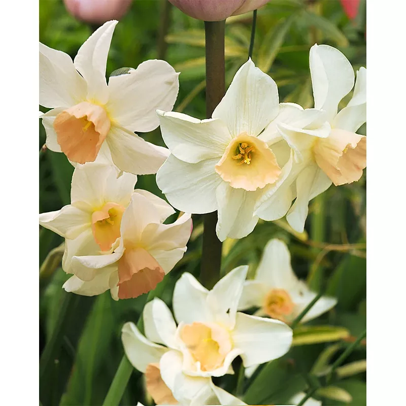 Bell Song Jonquilla Daffodil - 10 bulbs