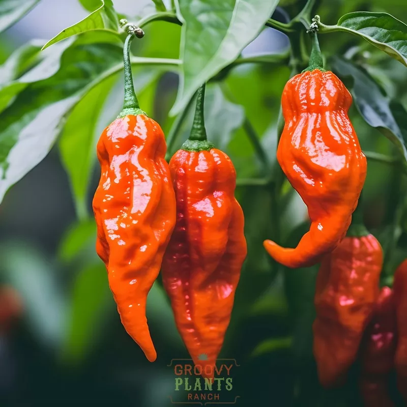 ‘Bhut Jolokia’ Hot Ghost Pepper ~ Trio of 3 Hefty Plants for Preorder