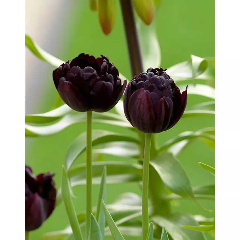 Black Hero Double Late Tulip - 10 bulbs