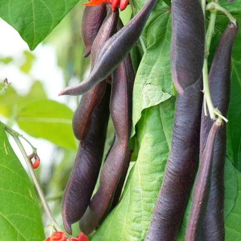 ’Black Knight ’ Heirloom Runner Bean Seeds