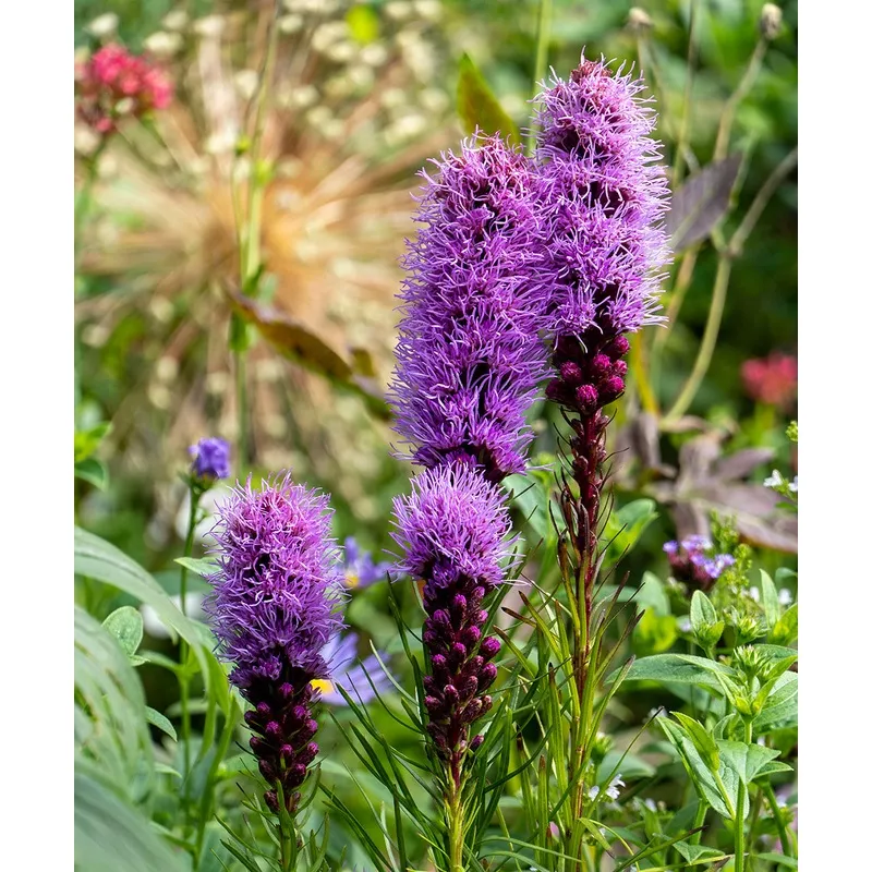 Blazing Spicata Liatris - 25 bulbs