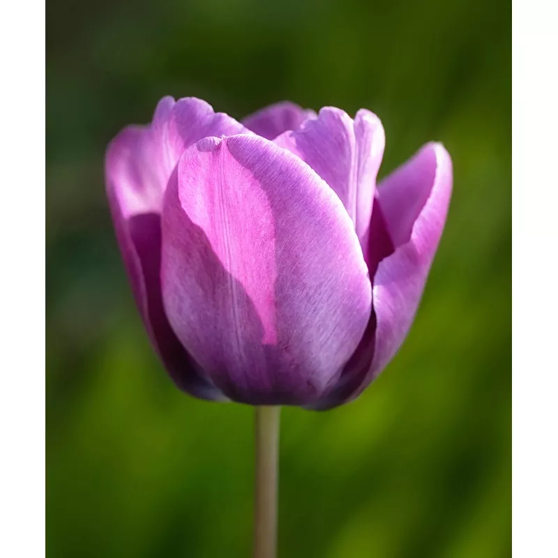 Bleu Aimable Single Late Tulip - 10 bulbs