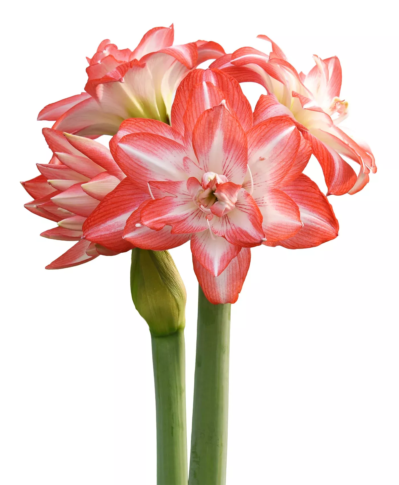 Blossom Peacock Amaryllis - 28-32 cm bulb