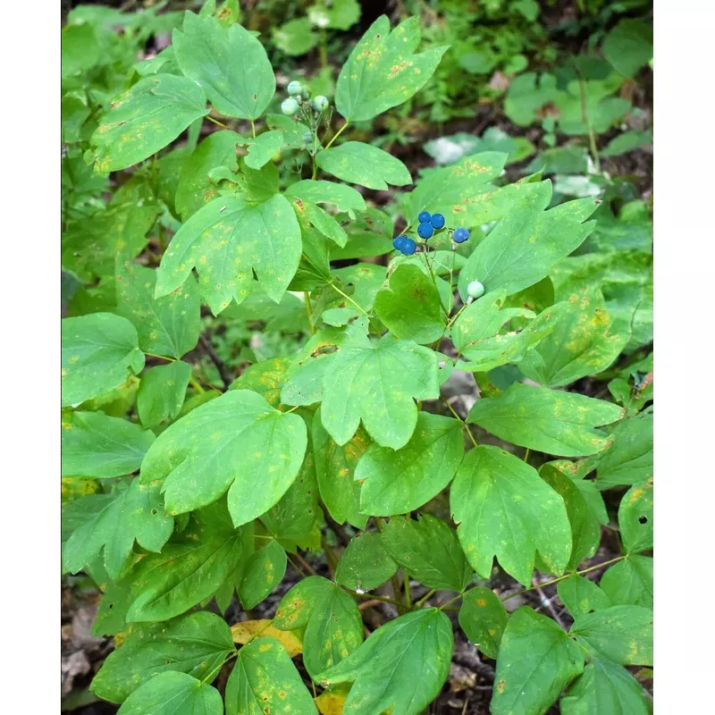 Blue Cohosh - 5 Root Divisions