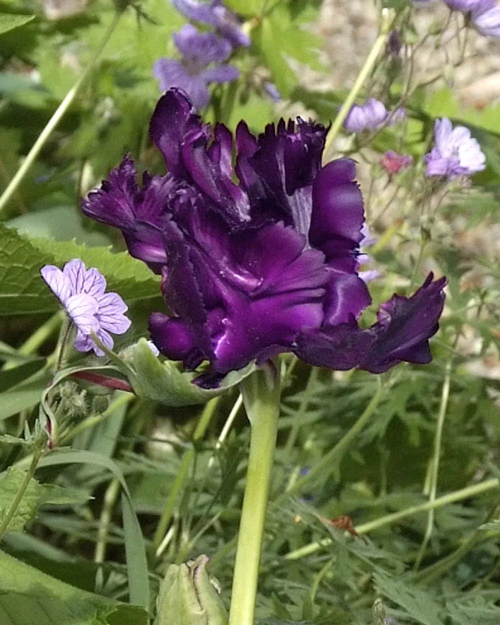 Blue Parrot Tulip - 10 bulbs