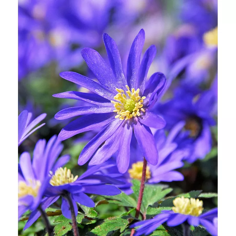 Blue Shades Anemone blanda - 25 bulbs