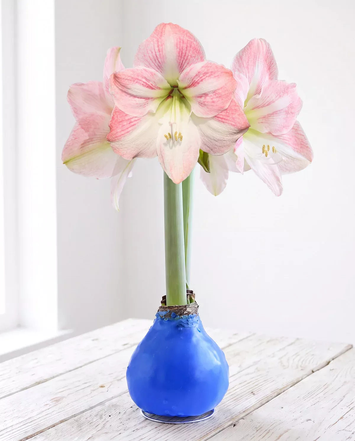 Blue Waxed Amaryllis with Pink Flower