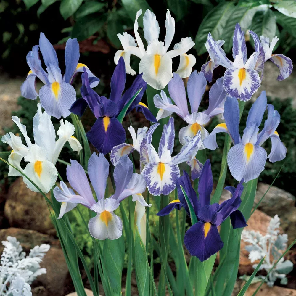 Blue & White Dutch Iris Blend