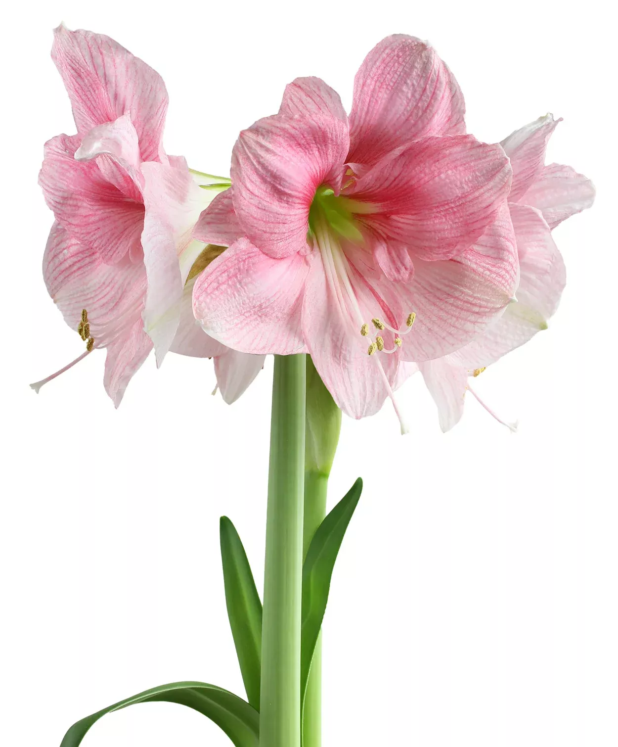 Blushing Bride Symphony Amaryllis