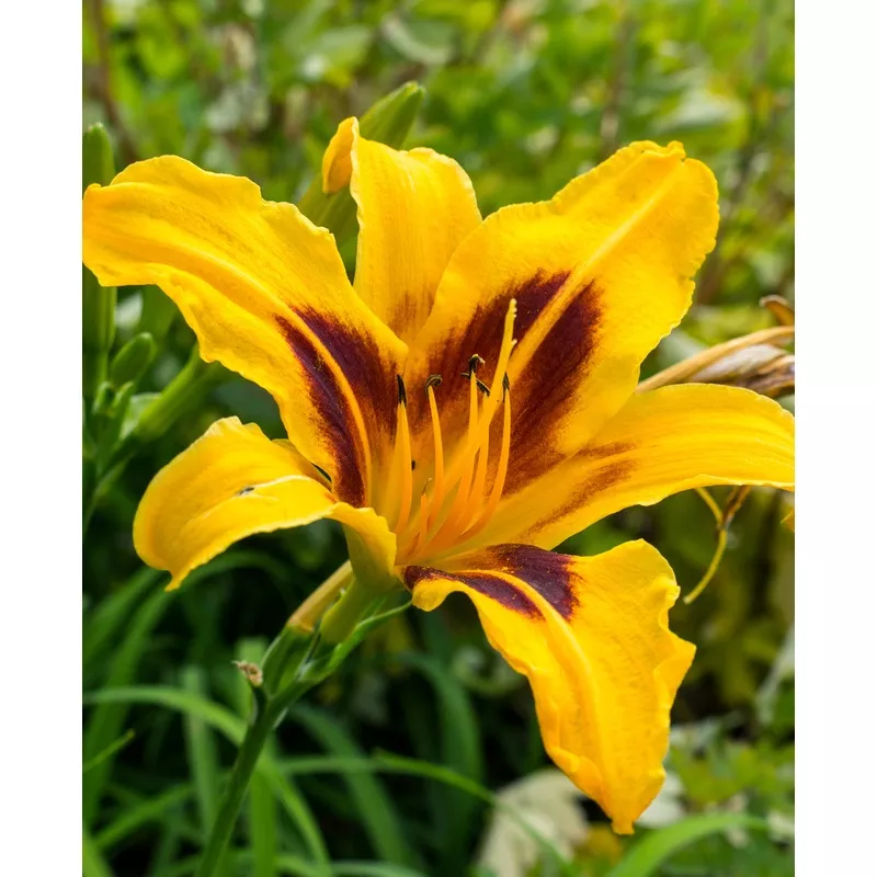 Bonanza Daylily - 3 root divisions