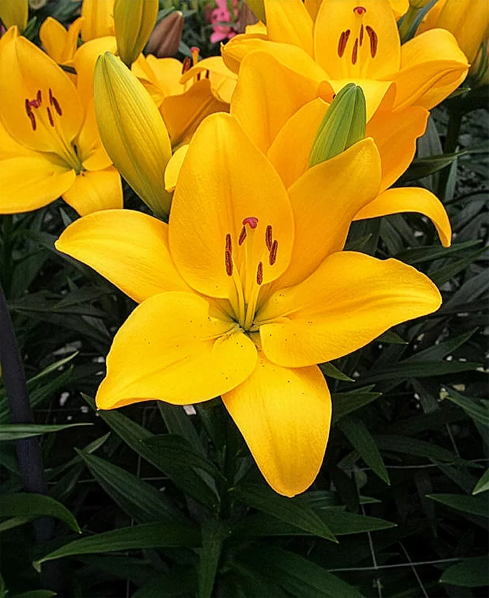 Botero LA Hybrid Lily - 5 bulbs