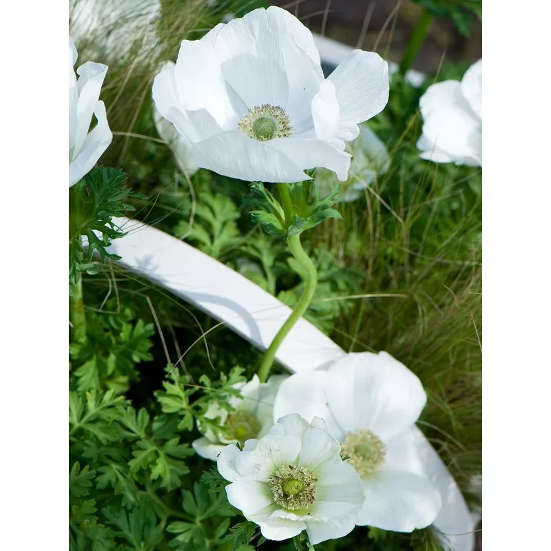 The Bride Anemone Coronaria - 25 bulbs