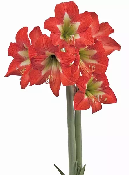 Bright Spark Sonatini Amaryllis - 18-22 cm bulb