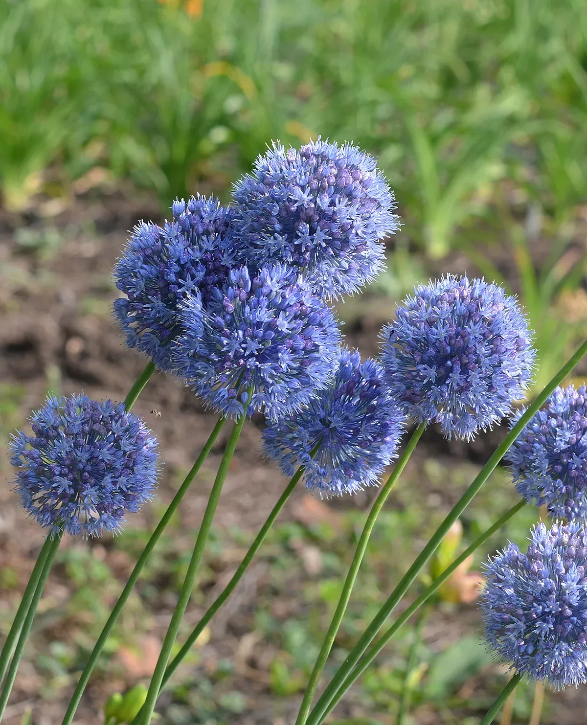 Caeruleum Allium - 5 bulbs