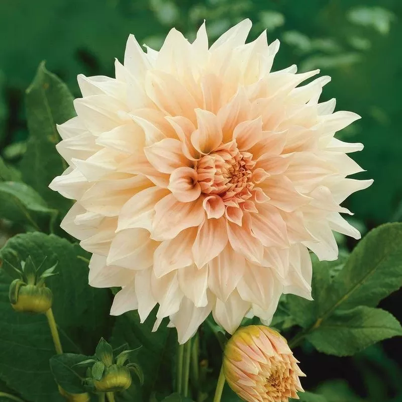 ‘Cafe Au Lait’ Dahlia Bulb