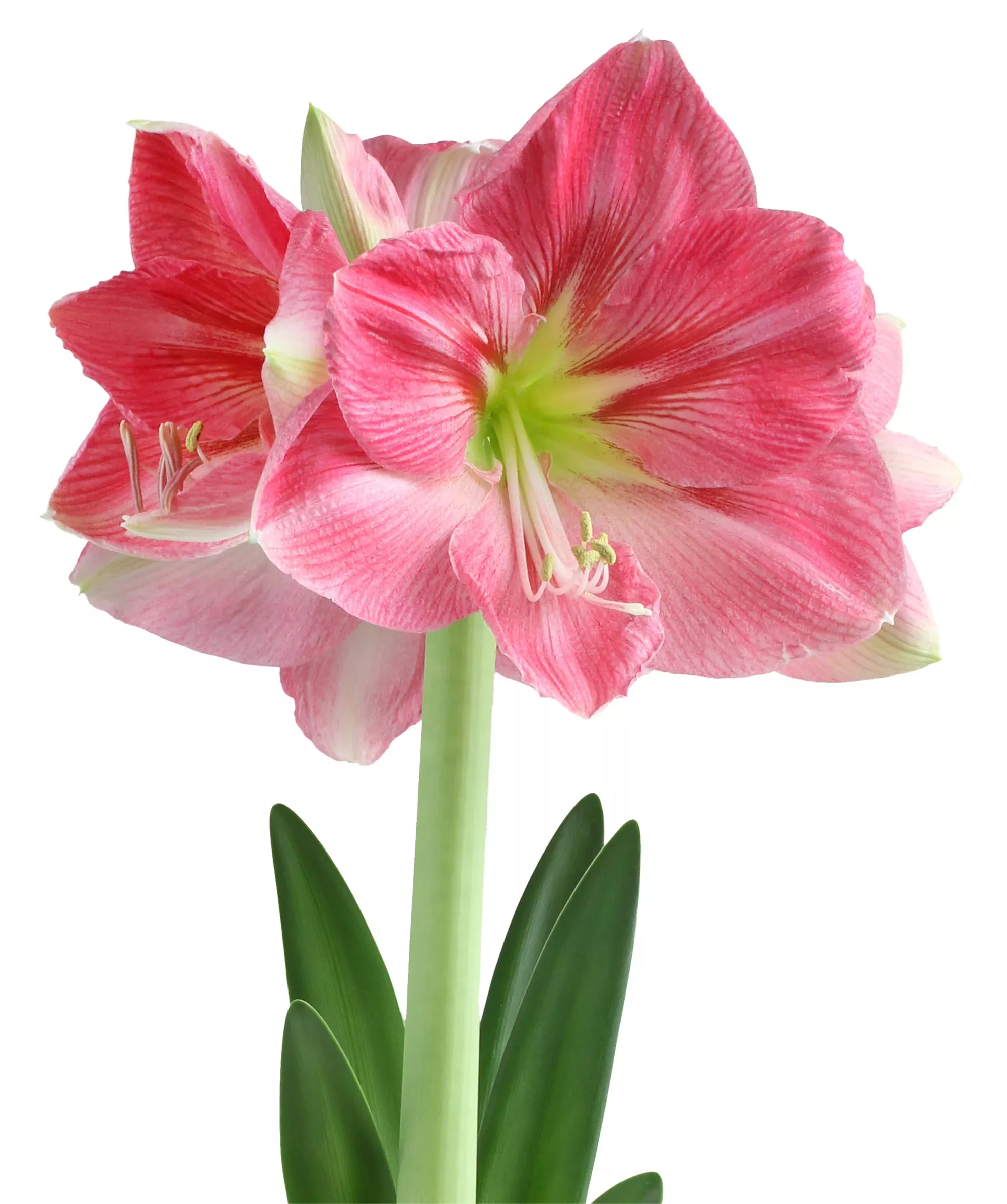 Candy Floss Symphony Amaryllis
