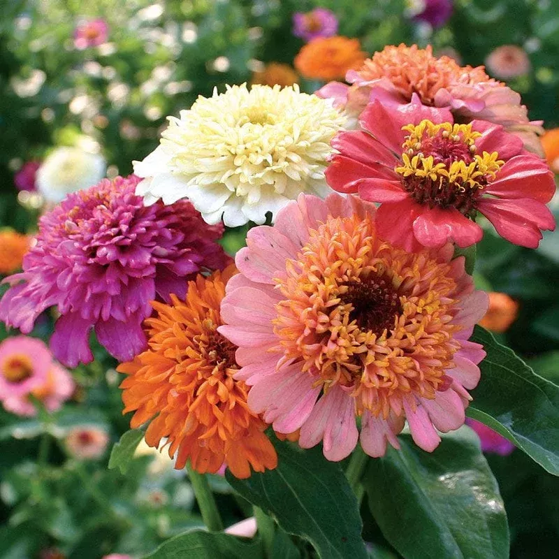 ’Candy Mix ’ Zinnia Seeds