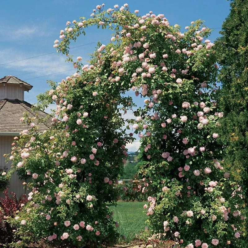 ‘Cecile Brunner’ Climbing Rose