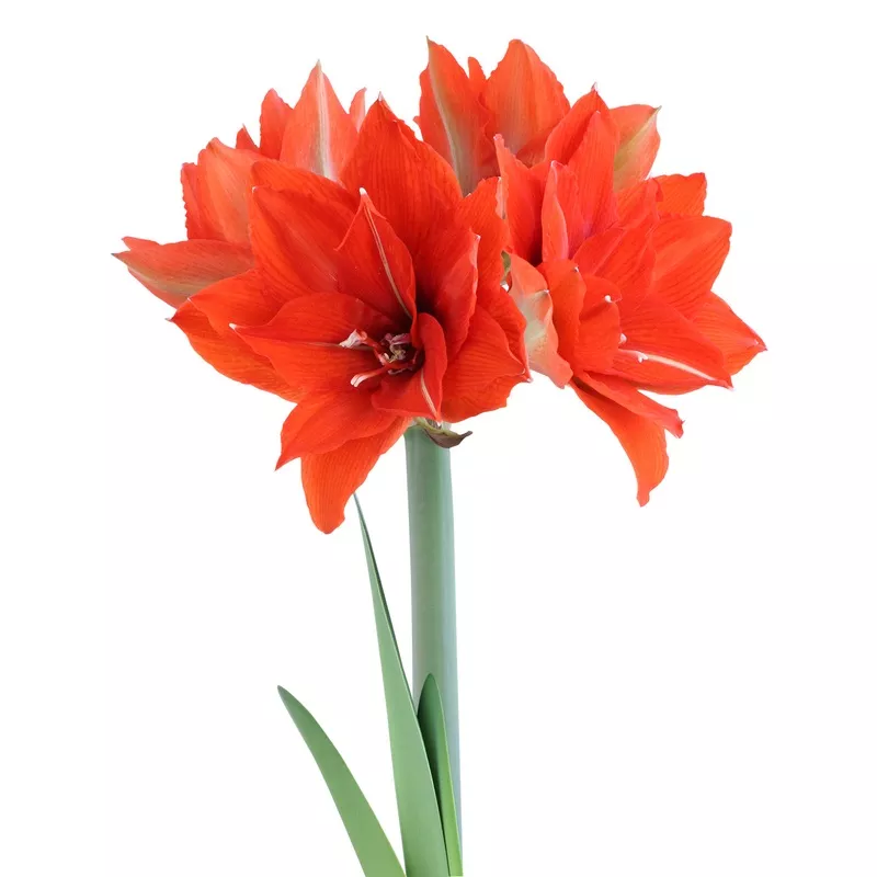 Celica Regular Amaryllis - 22-26 cm bulb