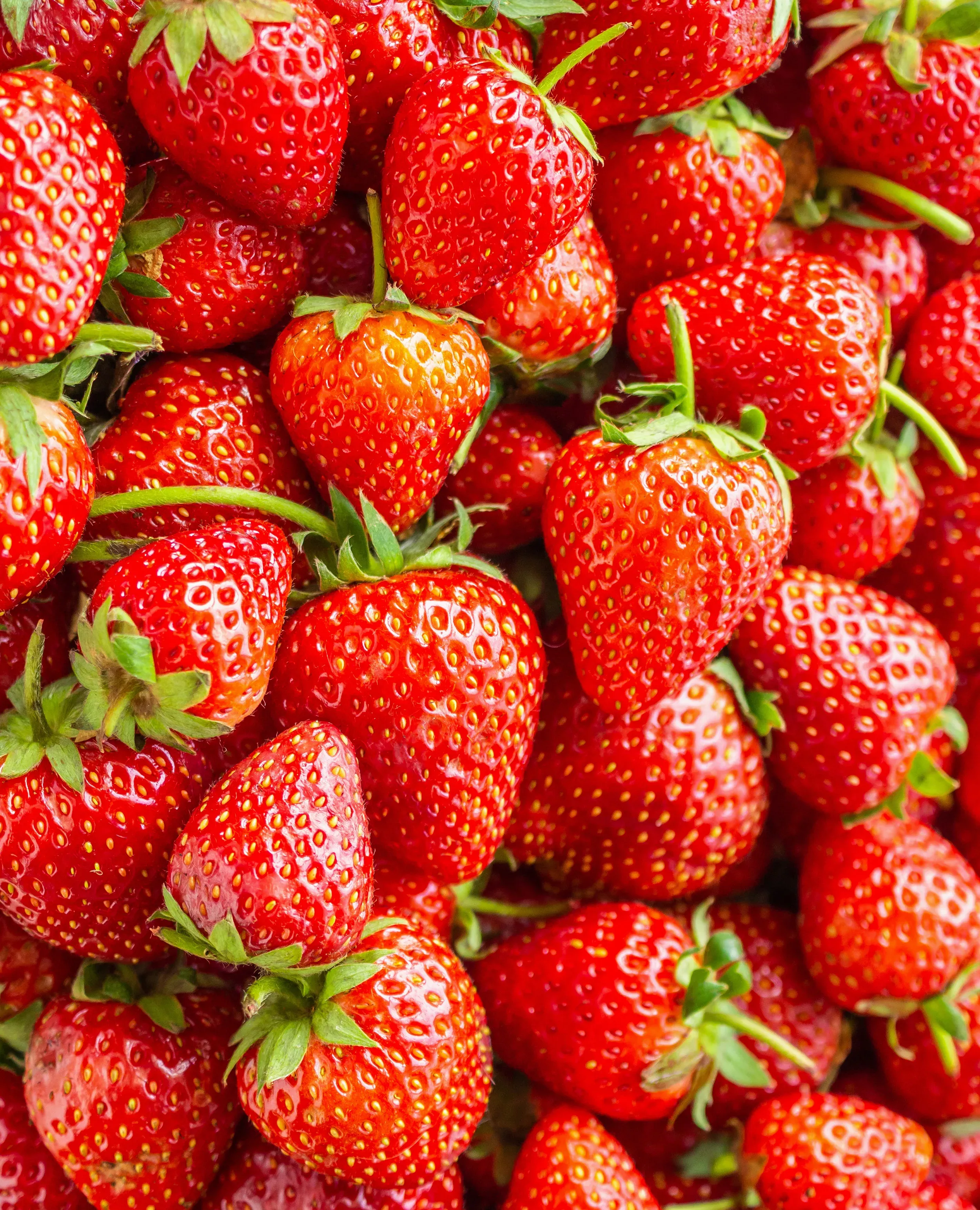 Chandler Junebearer Strawberry - 20 root divisions