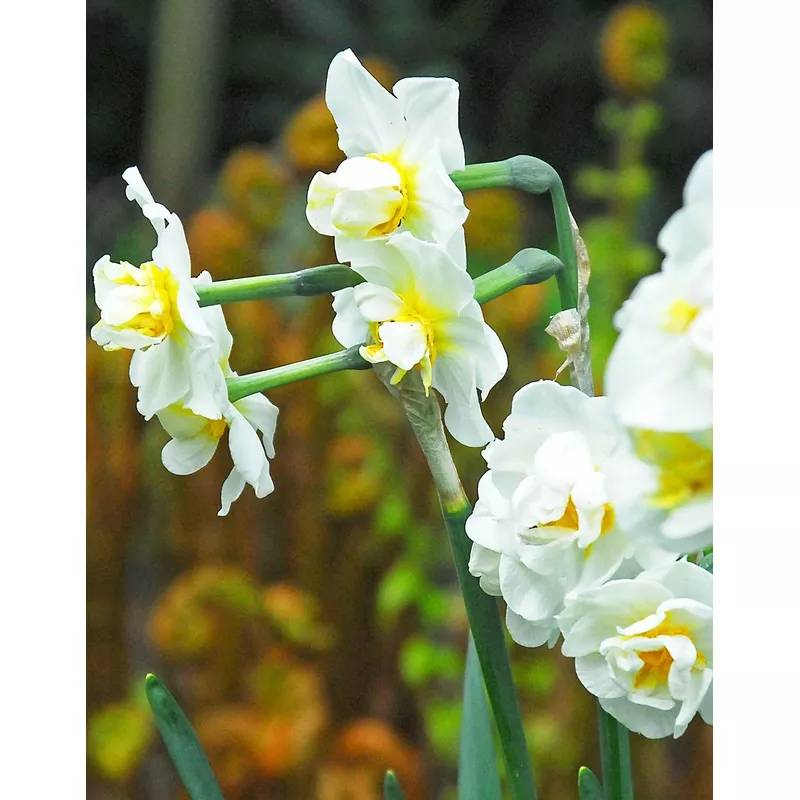 Cheerfulness Tazetta Daffodil - 10 bulbs