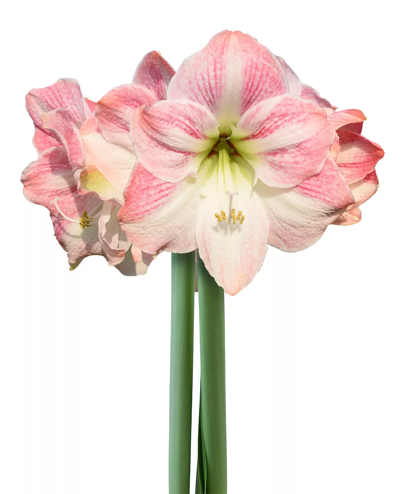 Cherry Blossom Amaryllis - 28-32 cm bulb