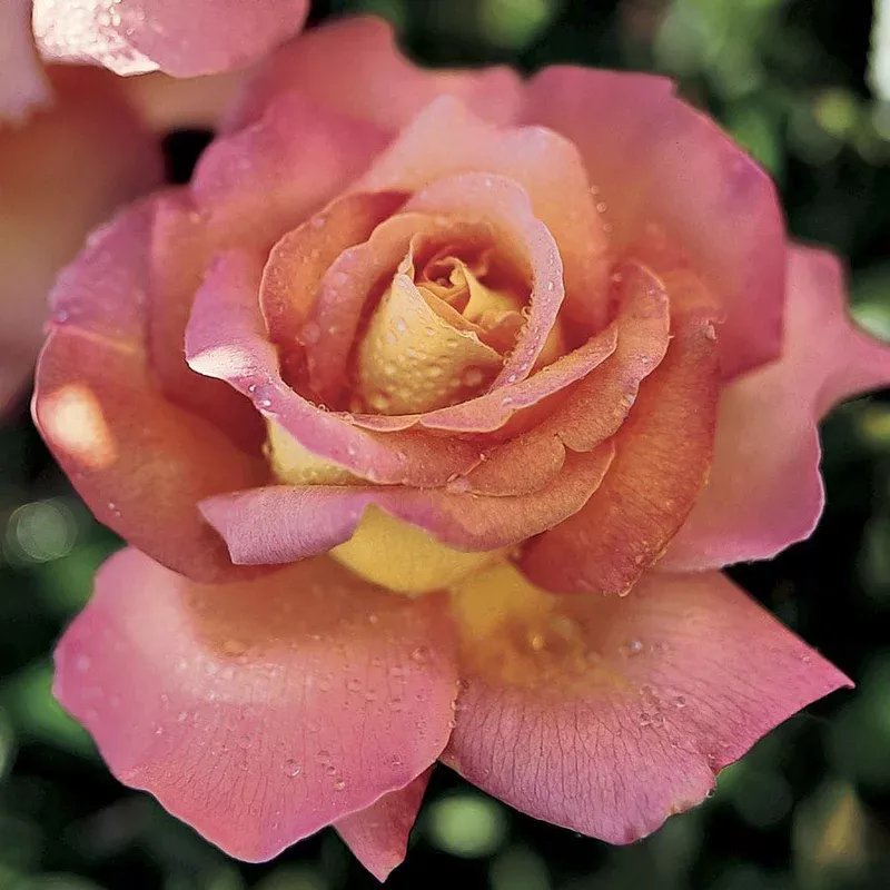 ’Chicago Peace ’ Hybrid Tea Rose