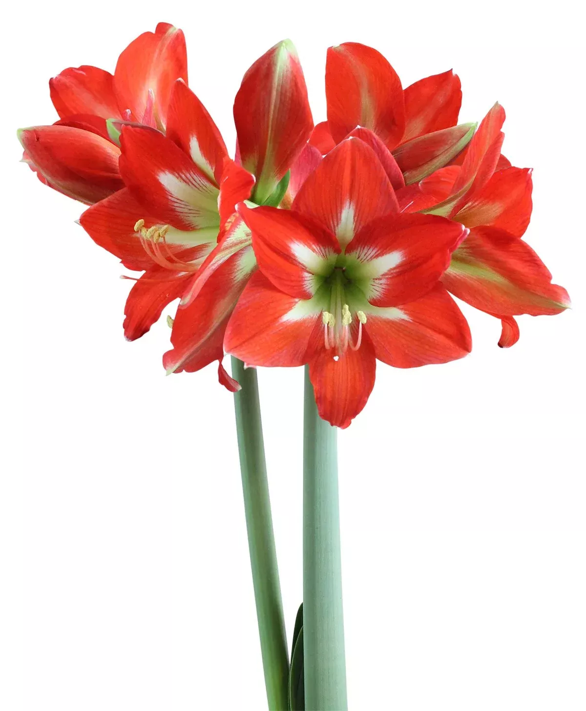 Christmas Star Sonata Amaryllis