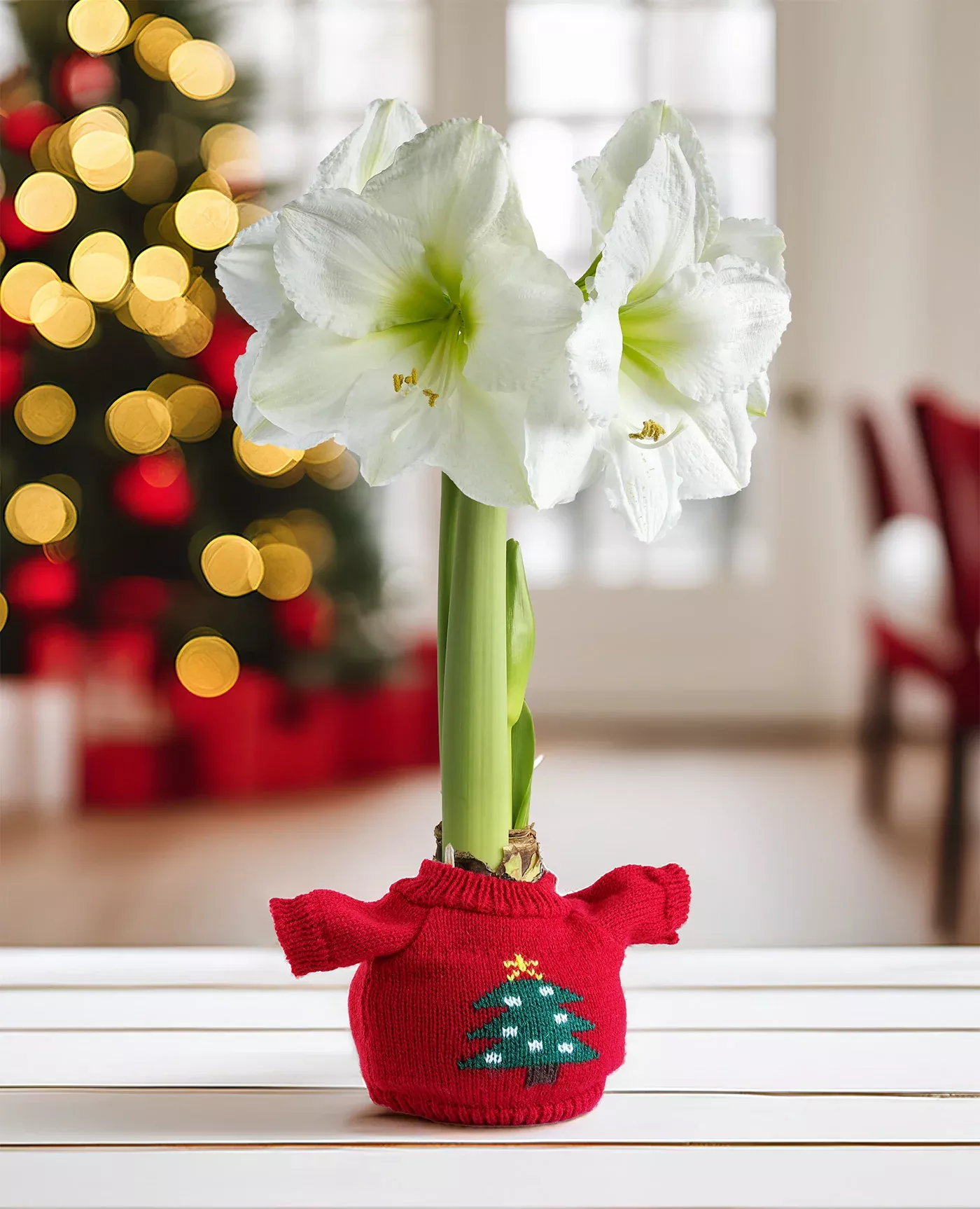Christmas Tree Sweater Amaryllis with White Flower