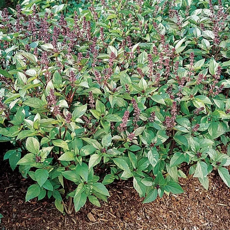 ’Cinnamon ’ Basil Seeds