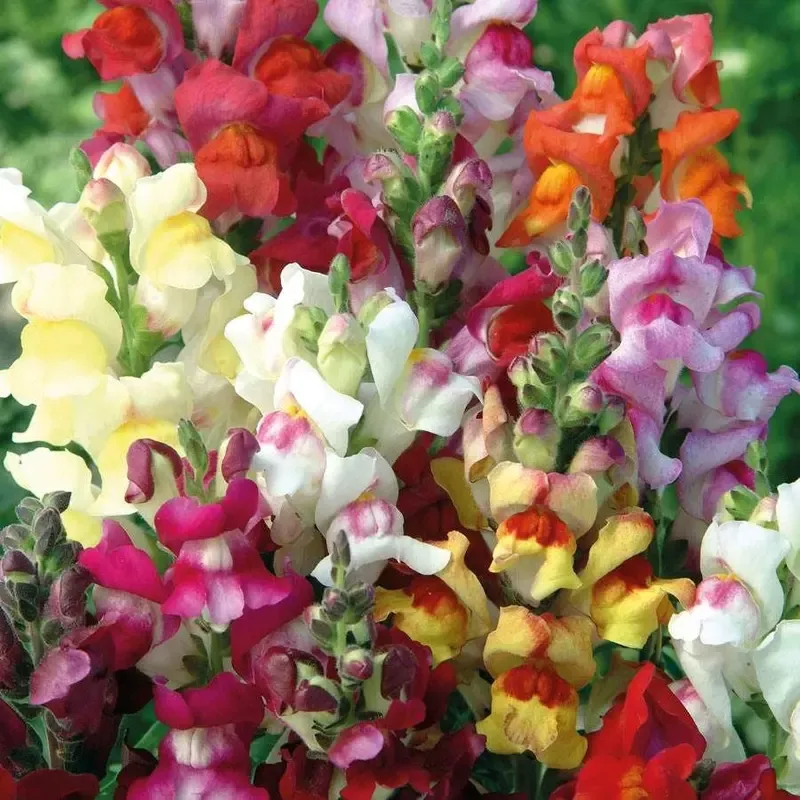 ’Circus Clowns ’ Snapdragon Seeds