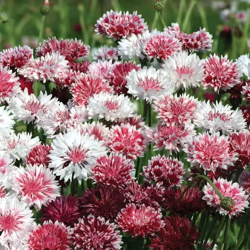 ’Classic Romantic ’ Mix Cornflower Seeds