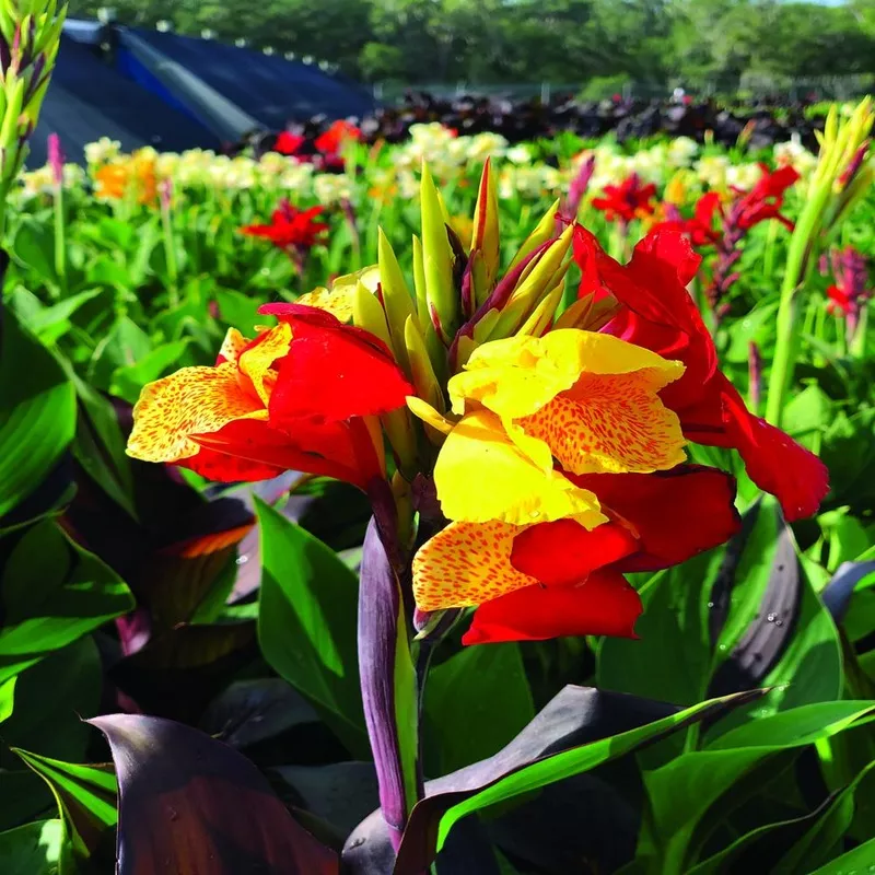 ‘Cleopatra’ Canna Lily Bulbs