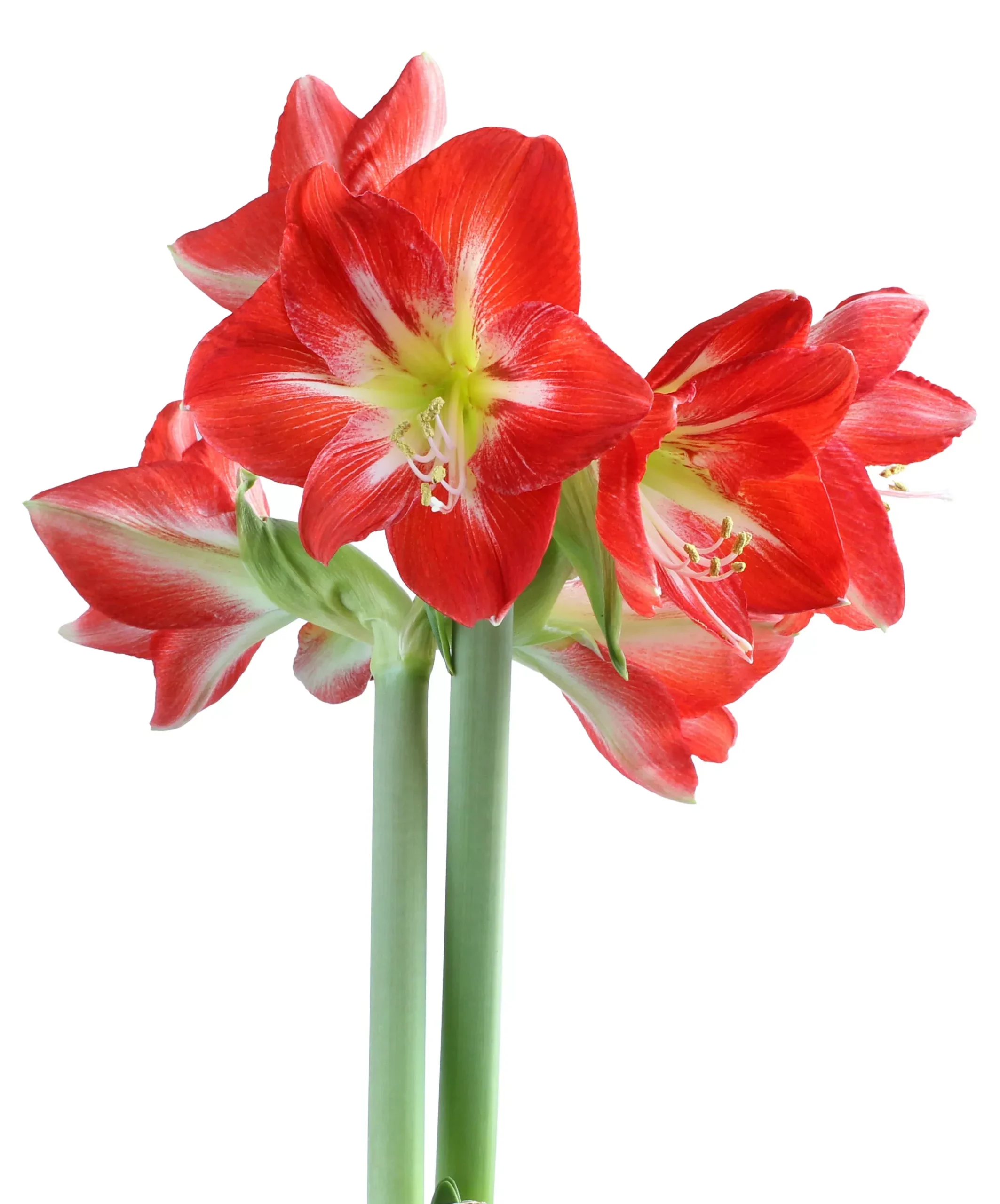 Cocktail Symphony Amaryllis