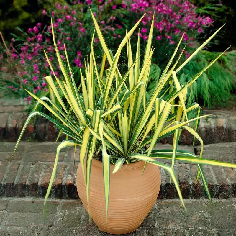 ‘Color Guard’ Yucca
