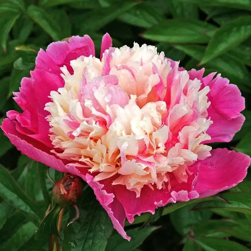 ’Cora Stubbs ’ Peony