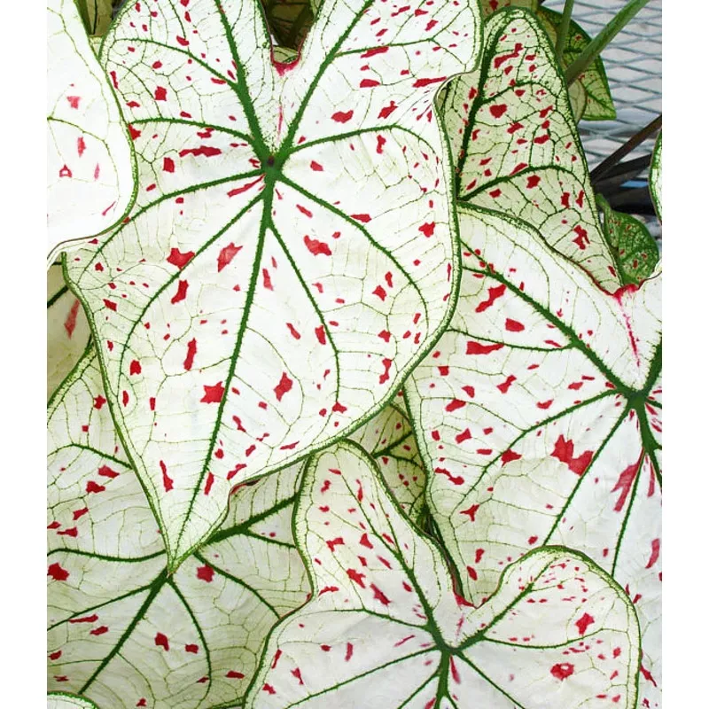 Cranberry Star Fancy Leaved Caladium - 3 tubers