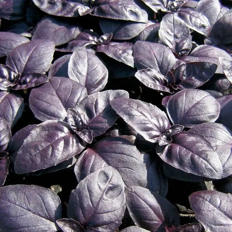 ’Crimson King ’ Basil Seeds