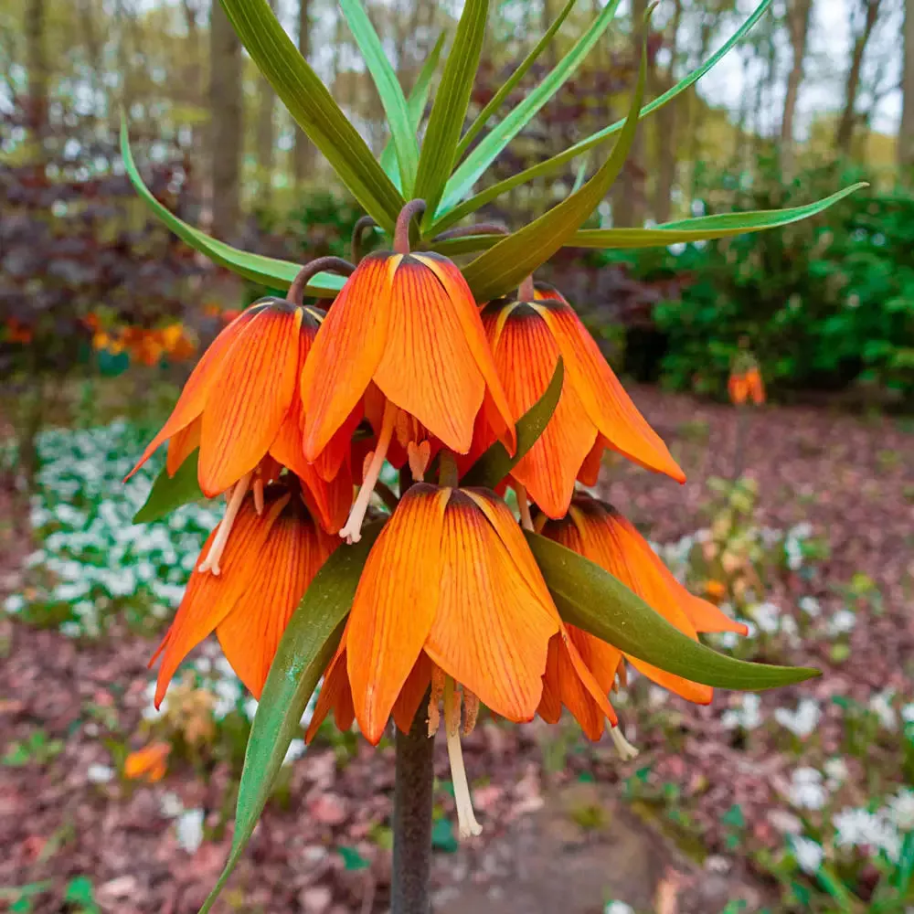 'Crown on Crown' Crown Imperial