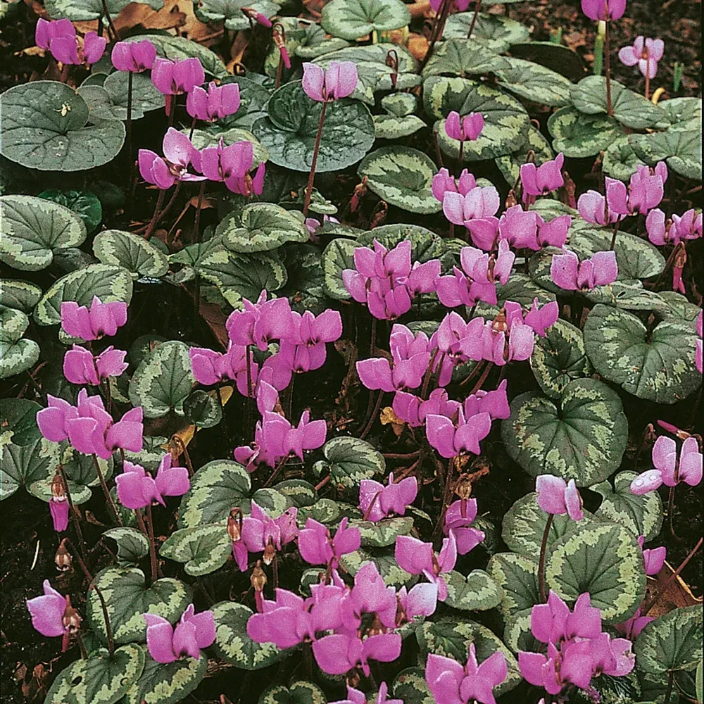 Cyclamen coum