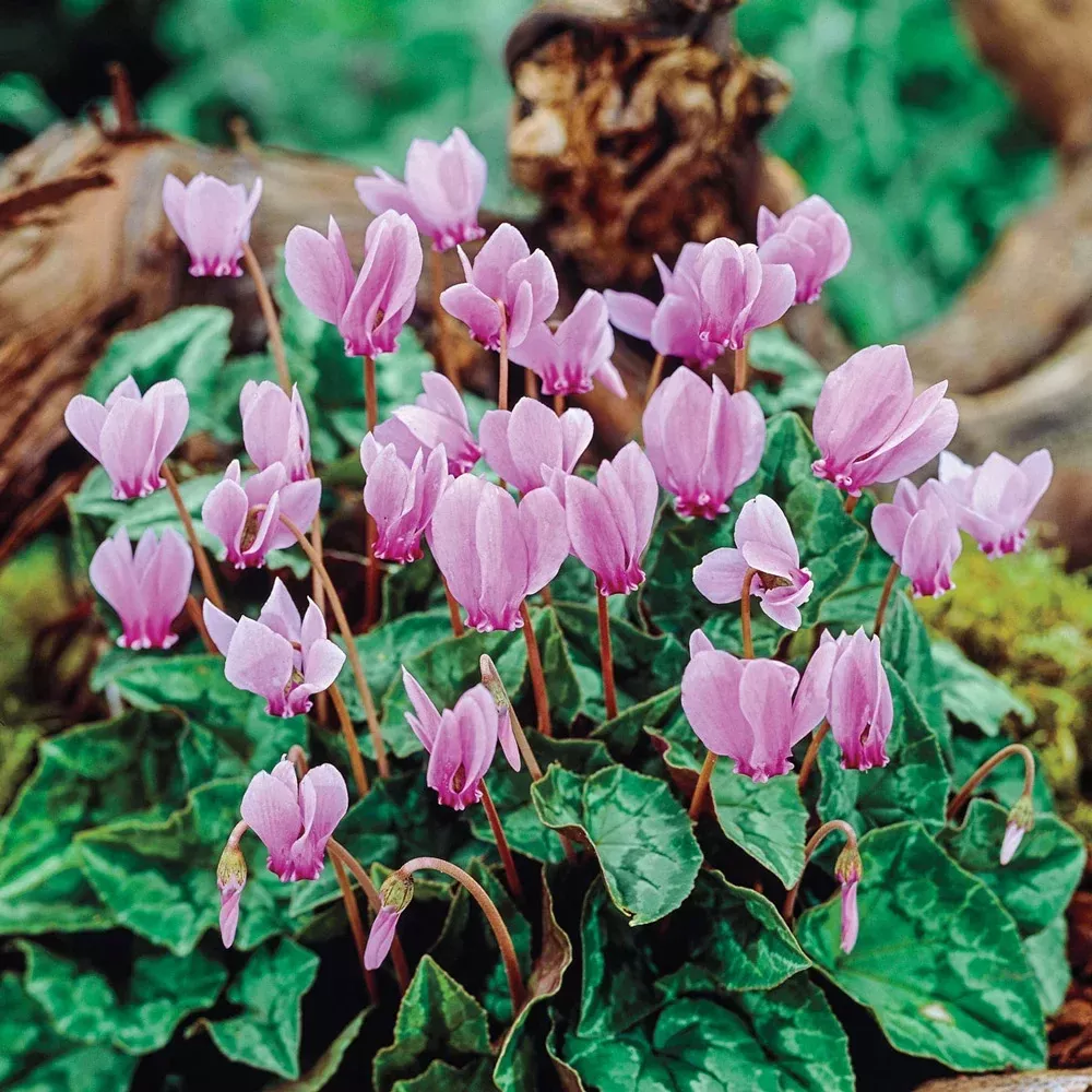Cyclamen hederifolium