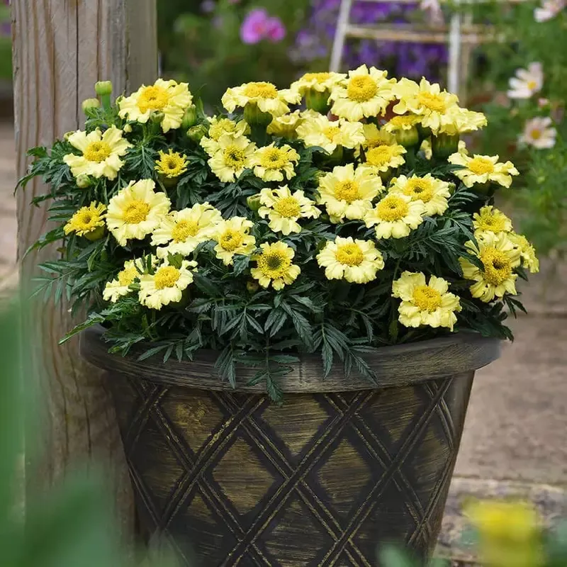 ’Daisy Wheel Lemon ’ Marigold Seeds