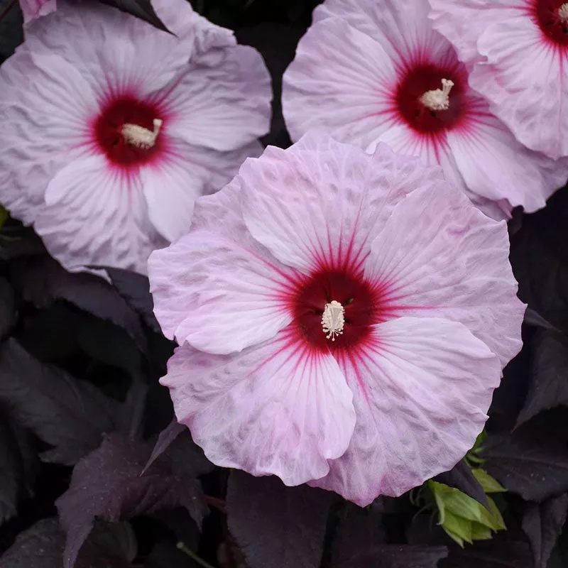 ’Dark Mystery ’ Hibiscus